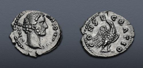 Lot 495 image
